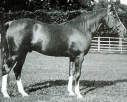 stallion Mesaoud 1887 RAS (Arabian purebred, 1887, from Aziz 1877 RAS)