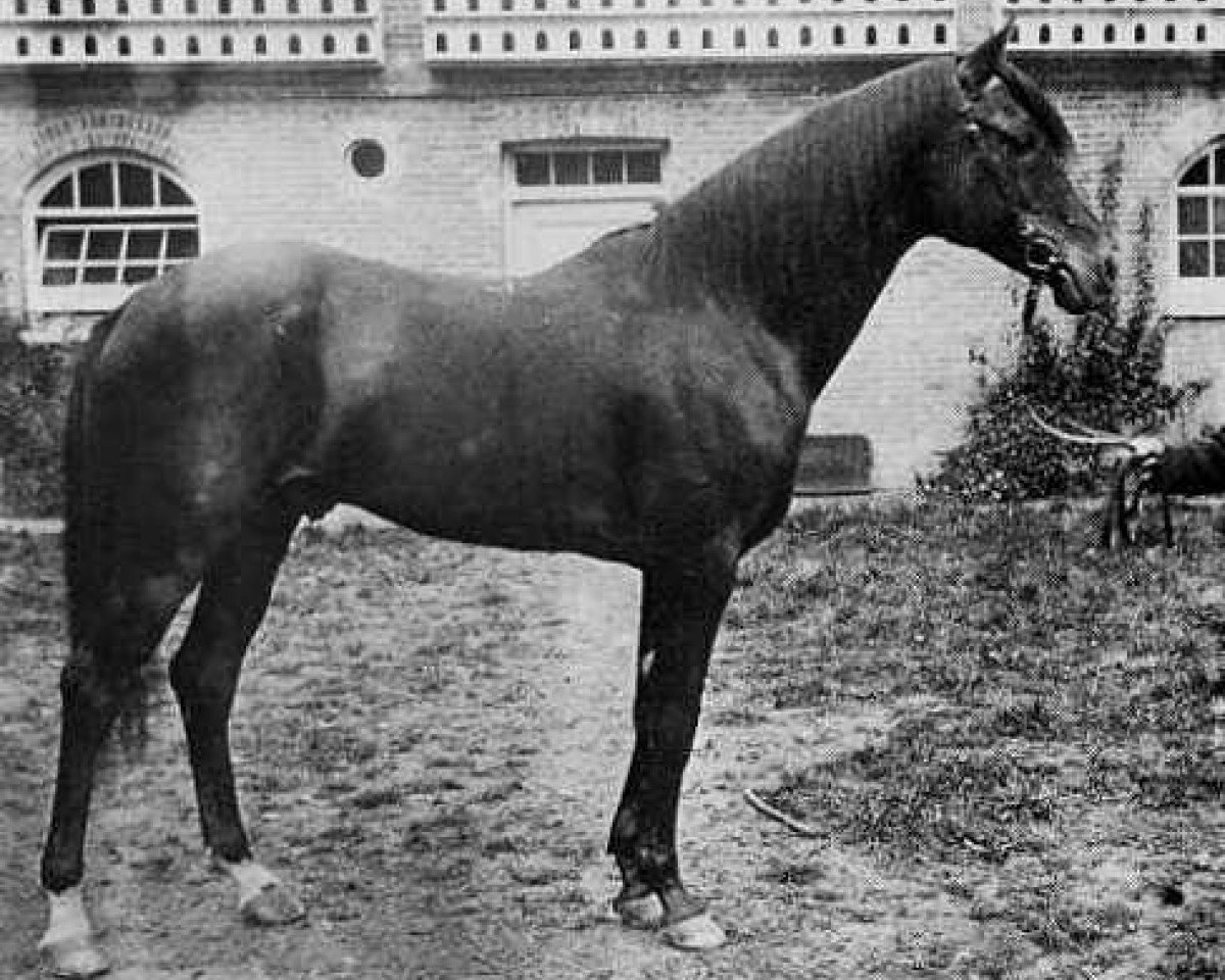 stallion Kars 1874 DB (Arabian purebred, 1874, from Seglawi Jedran 1864 DB)