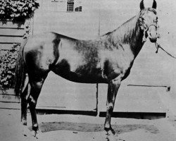broodmare Rose of Jericho 1883 ox (Arabian purebred, 1883, from Kars 1874 DB)