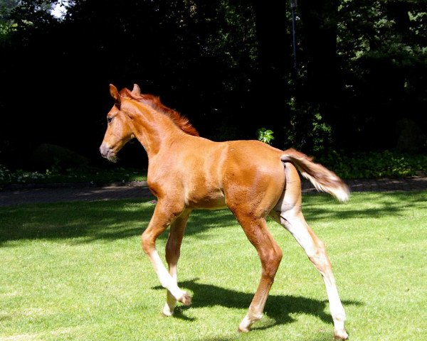 horse Dante Argentini (Oldenburg, 2012, from Don Olymbrio)