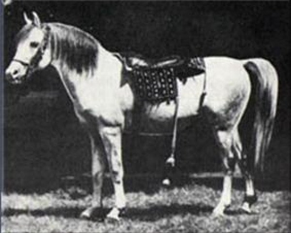 stallion Azrek 1881 DB (Arabian purebred, 1881, from Saqlawi Jidran Ibn Ad Darri 1876 DB) stallion Azrek 1881 DB (Arabian purebred, 1881, from Saqlawi Jidran Ibn Ad Darri 1876 DB)