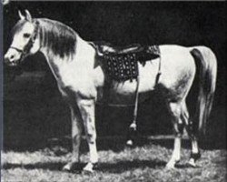 stallion Azrek 1881 DB (Arabian purebred, 1881, from Saqlawi Jidran Ibn Ad Darri 1876 DB)