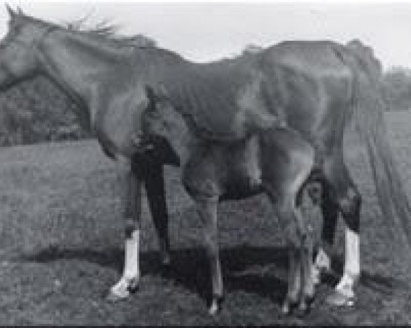 broodmare Rose of Hind 1902 ox (Arabian purebred, 1902, from Rejeb 1897 ox)
