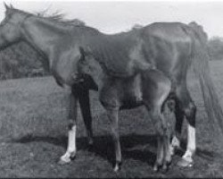 broodmare Rose of Hind 1902 ox (Arabian purebred, 1902, from Rejeb 1897 ox)