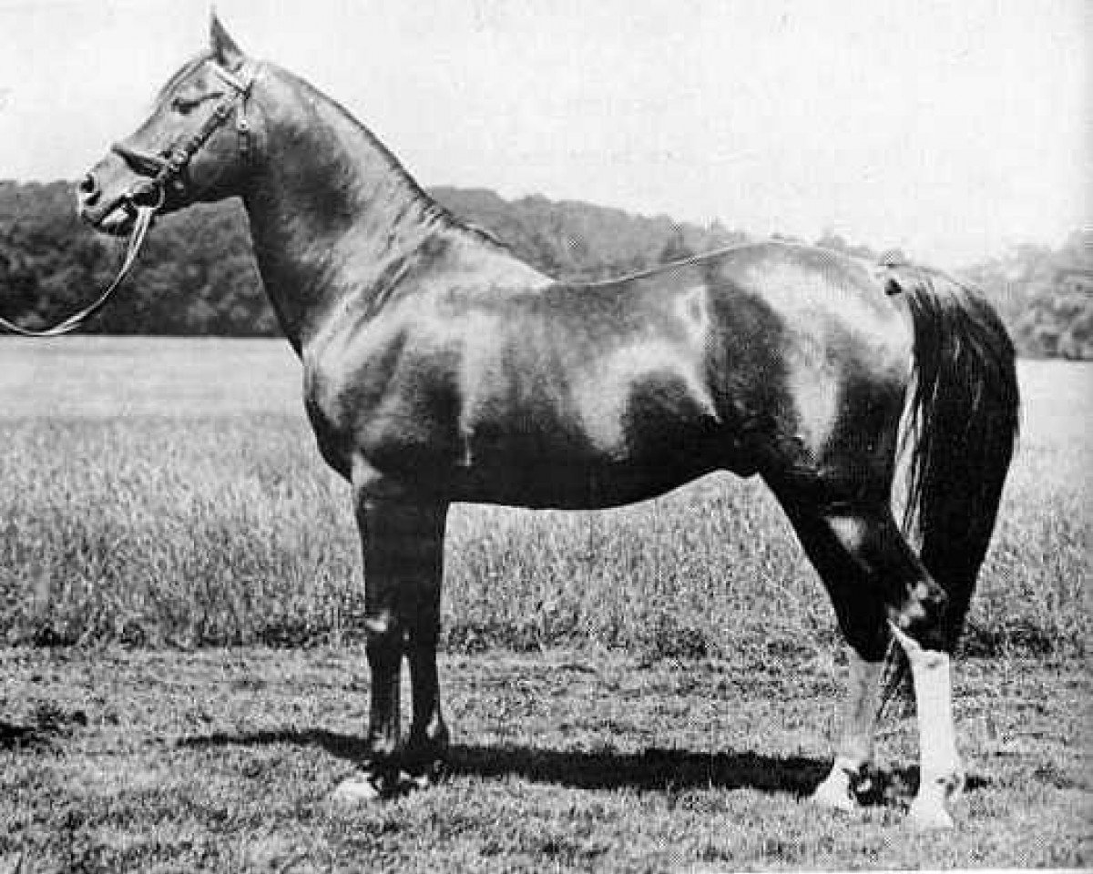 stallion Daoud 1899 ox (Arabian purebred, 1899, from Mesaoud 1887 RAS)