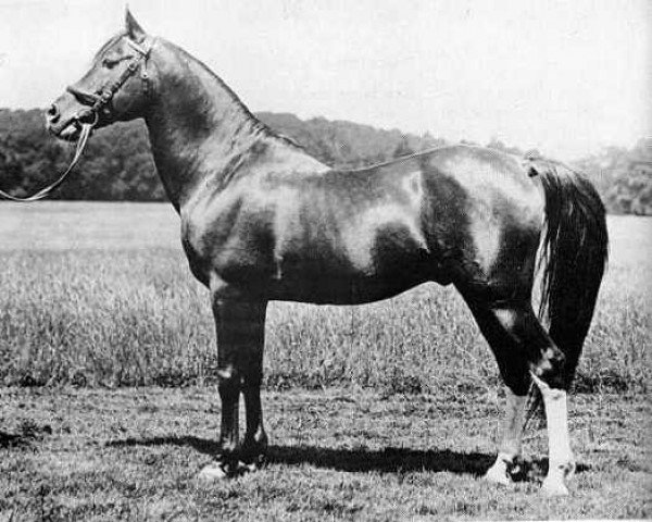 Deckhengst Daoud 1899 ox (Vollblutaraber, 1899, von Mesaoud 1887 RAS) Deckhengst Daoud 1899 ox (Vollblutaraber, 1899, von Mesaoud 1887 RAS)