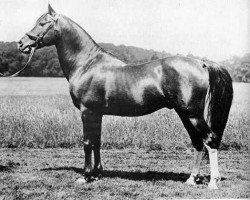 stallion Daoud 1899 ox (Arabian purebred, 1899, from Mesaoud 1887 RAS)