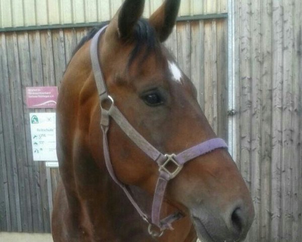 Dressurpferd Wilhelm (Deutsches Reitpferd, 2003, von Well done)