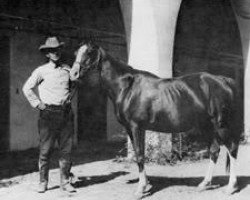 broodmare Rasima 1917 ox (Arabian purebred, 1917, from Daoud 1899 ox)