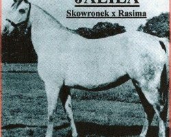 broodmare Jalila 1922 ox (Arabian purebred, 1922, from Skowronek 1909 ox)