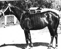 broodmare Habladuria ox (Arabian purebred, 1944, from Nana Sahib 1934 ox)