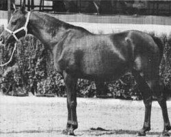 broodmare Baldosa ox (Arabian purebred, 1960, from Maquillo ox)