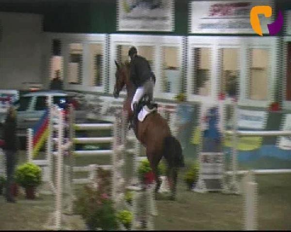 jumper Luemmel 57 (Westphalian, 2006, from Lone Star)