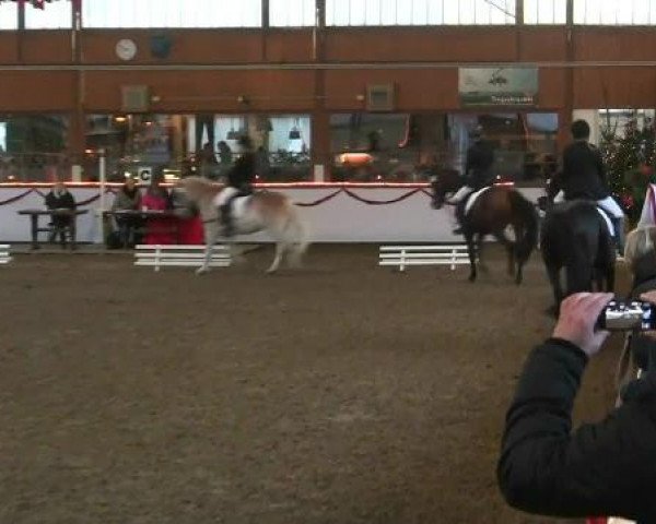 Dressurpferd Willi (unbekannt, 2014) Dressurpferd Willi (unbekannt, 2014)