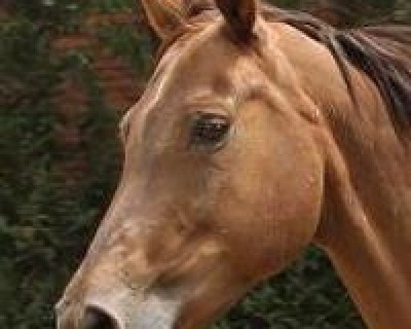 broodmare Laguna (Oldenburg, 1995, from La Piko)