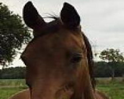 broodmare Love Girl (Oldenburg, 1987, from Landadel)