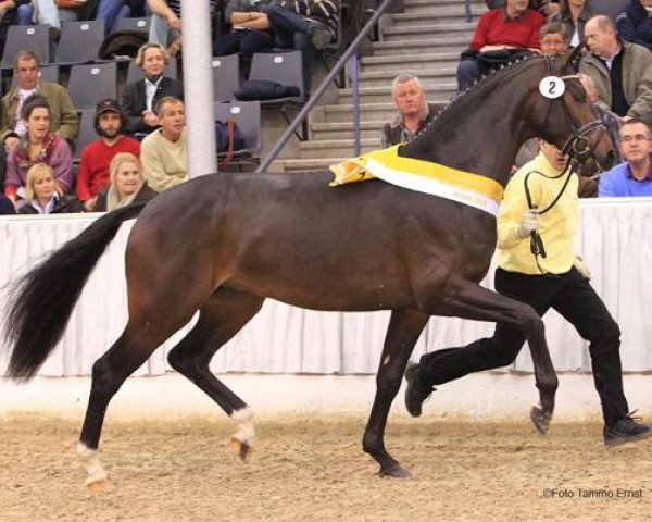 stallion Belconi (Hanoverian, 2009, from Belissimo NRW) stallion Belconi (Hanoverian, 2009, from Belissimo NRW)