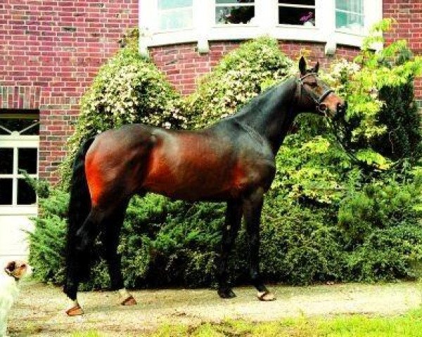 stallion More and More (Hanoverian, 1996, from Mont du Cantal AA) stallion More and More (Hanoverian, 1996, from Mont du Cantal AA)