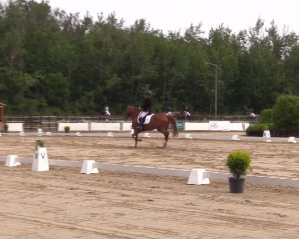 Reitturnier Frechen-Grefrath - Sonnenhof 2022