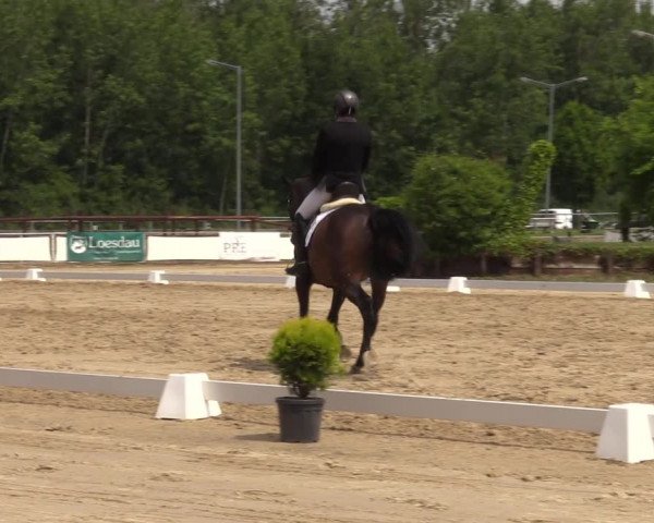 Reitturnier Frechen-Grefrath - Sonnenhof 2022