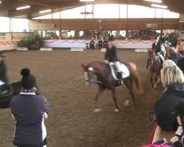 broodmare Golden Gipsy (German Riding Pony, 1998, from FS Golden Moonlight)