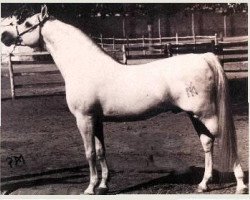 stallion Galero ox (Arabian purebred, 1965, from Zancudo 1958 ox)