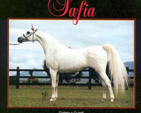 broodmare Safia 1970 ox (Arabian purebred, 1970, from Galero ox)