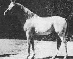 stallion Barquillo ox (Arabian purebred, 1938, from Eco 1919 ox)