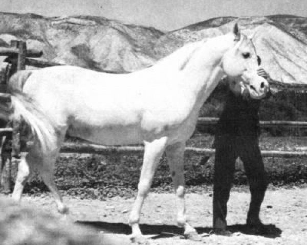 stallion Orive ox (Arabian purebred, 1951, from Barquillo ox)