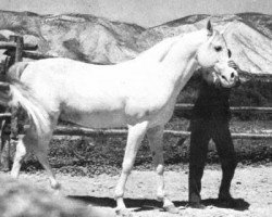 stallion Orive ox (Arabian purebred, 1951, from Barquillo ox)