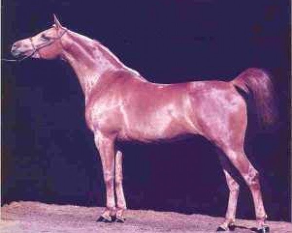 broodmare Medina Azahara ox (Arabian purebred, 1979, from Garbo ox)