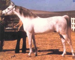 stallion Garbo ox (Arabian purebred, 1965, from Orive ox)
