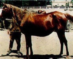 broodmare Mabrouka EAO (Arabian purebred, 1951, from Sid Abouhom 1936 RAS)