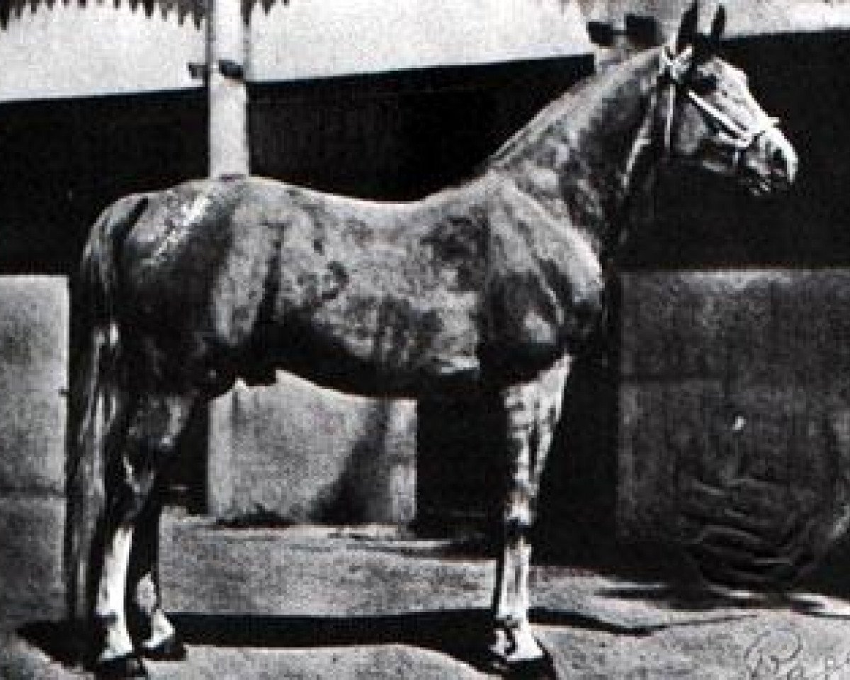 stallion Razada 1925 ox (Arabian purebred, 1925, from Shahzada 1913 ox)