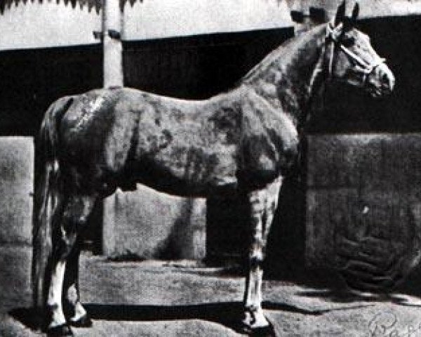 stallion Razada 1925 ox (Arabian purebred, 1925, from Shahzada 1913 ox)