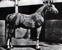 stallion Razada 1925 ox (Arabian purebred, 1925, from Shahzada 1913 ox)