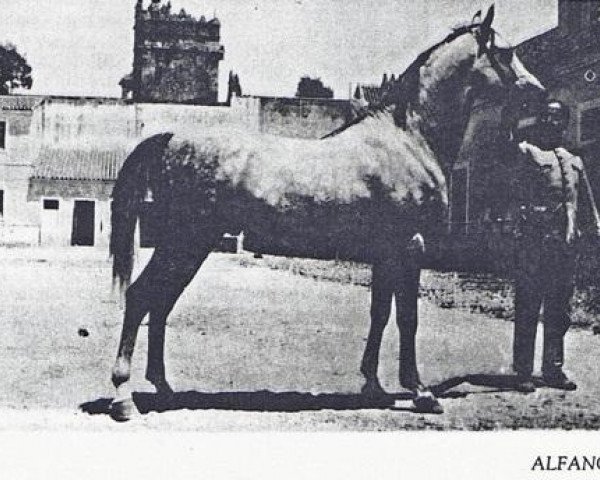 Deckhengst Alfanje ox (Vollblutaraber, 1915, von Sabat el Heir ox) Deckhengst Alfanje ox (Vollblutaraber, 1915, von Sabat el Heir ox)
