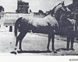 stallion Alfanje ox (Arabian purebred, 1915, from Sabat el Heir ox)