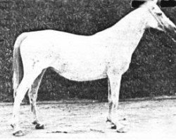 broodmare Gomara ox (Arabian purebred, 1921, from Alfanje ox)