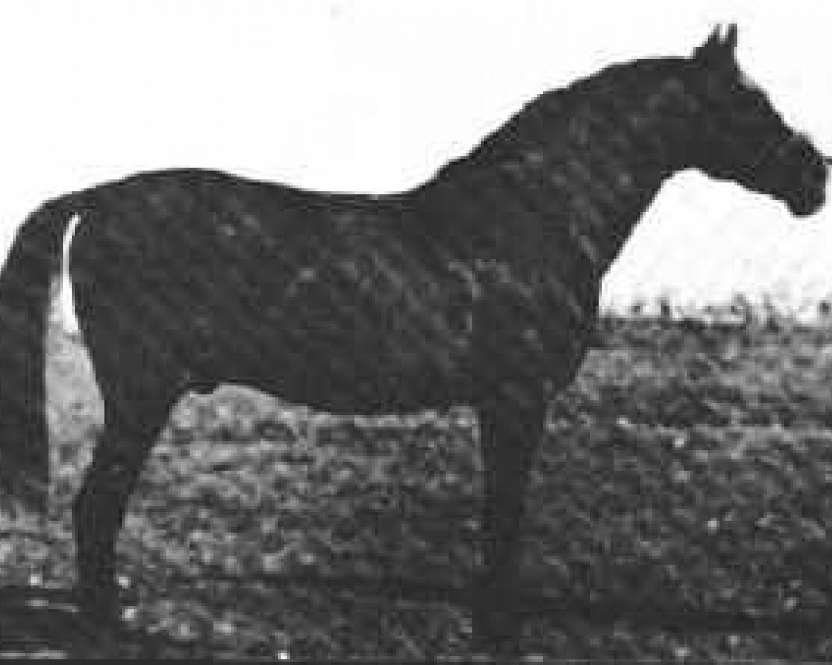 stallion Ursus ox (Arabian purebred, 1908, from Dahman Amir 1887 DB)