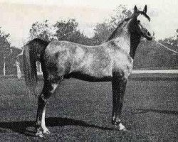 stallion Gandhy ox (Arabian purebred, 1931, from Ursus ox)