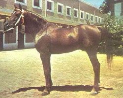 stallion Maquillo ox (Arabian purebred, 1949, from Gandhy ox)