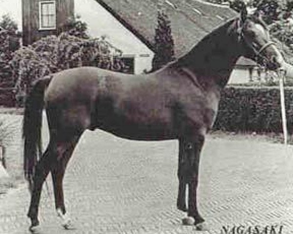 stallion Nagasaki ox (Arabian purebred, 1969, from Sacudir ox)