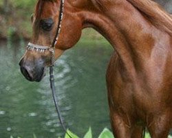 broodmare A Fancy Miracle ox (Arabian purebred, 1991, from Sasaki ox)