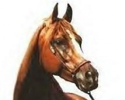 broodmare Maysouna 1978 ox (Arabian purebred, 1978, from Ibn Galal 1966 EAO)
