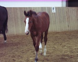 Springpferd Francesco Jb (Oldenburger Springpferd, 2010, von Flipper Hit)