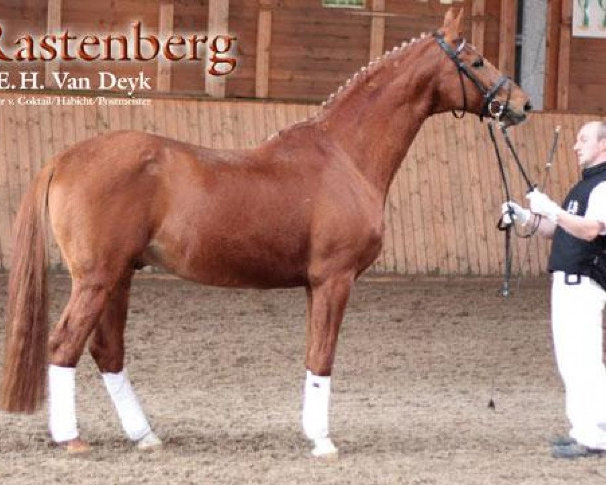 Deckhengst Rastenberg (Trakehner, 1991, von Van Deyk)