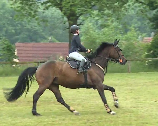 Reitturnier Neustadt/Aisch/Mfr. 2022