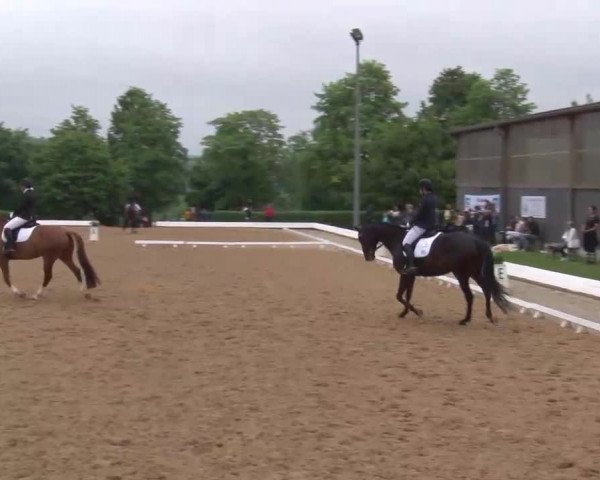 Reitturnier Neustadt/Aisch/Mfr. 2022