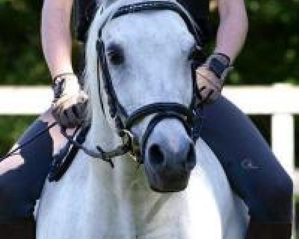 horse Pechaton ox (Arabian purebred, 1997, from Balaton 1982 ox)
